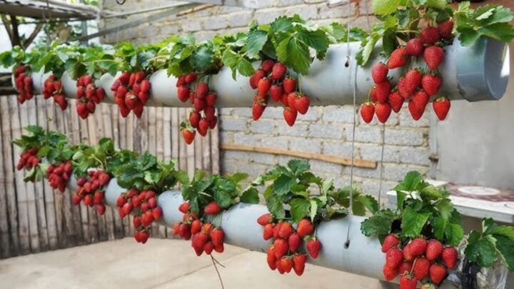 3-Story Strawberry DIY