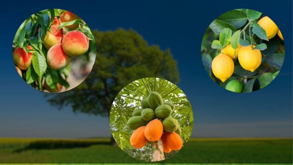 5 Fast Growing Fruit Trees