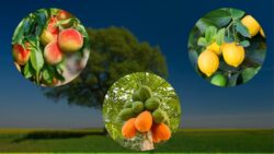 5 Fast Growing Fruit Trees Gardeners Love and You Can Grow Them Too