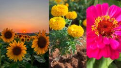 6 Beautiful Annual Flowers That Attract Bees and Boost Your Garden Growth Naturally