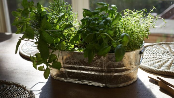 7 Herbs That Love Growing