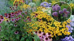 8 Perennial Plants to Grow This Fall – They’ll Return Every Year, Bigger and Better!