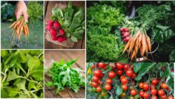 9 Foolproof Vegetables That First Time Gardeners Can Grow Without Any Hassle