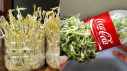 America’s Favorite Hack – Grow Bean Sprouts at Home Using Plastic Bottles Instantly!