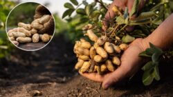Americans Growing Peanuts at Home – Enjoy a Fresh, Crunchy Harvest This Season!