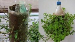 Americans Shocked – Grow Mint in Plastic Bottles and Never Buy It Again!