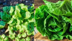 Americans Love It – Harvest Fresh Lamb’s Lettuce for Super Nutritious Greens!
