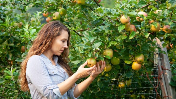 Apple Trees