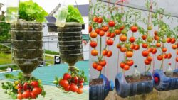 Australia’s 2-in-1 Hanging Garden Hack – Grow Lettuce & Tomatoes Without a Yard