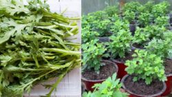 Australia’s New Supergreen – Chrysanthemum Greens Everyone’s Adding to Their Diet in 2025