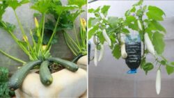 Australian Gardeners Shocked – Grow Giant Squash Using a Plastic Can and Milk Trick