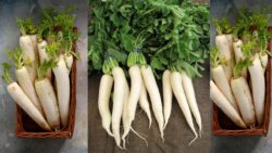 Australia’s Health Trend – Daikon Radish Recipes and Powerful Health Benefits Exposed