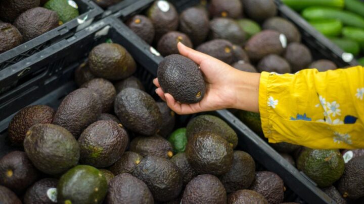 Avocados Fresh All Day