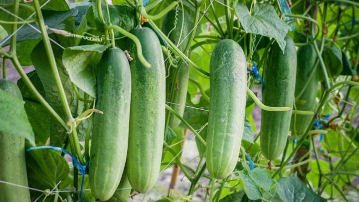 Balcony Cucumbers