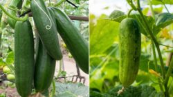 Balcony Gardening Boom in the U.S. – Grow Cucumbers in Containers for Huge Yields!