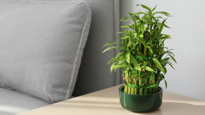Bamboo Healthy