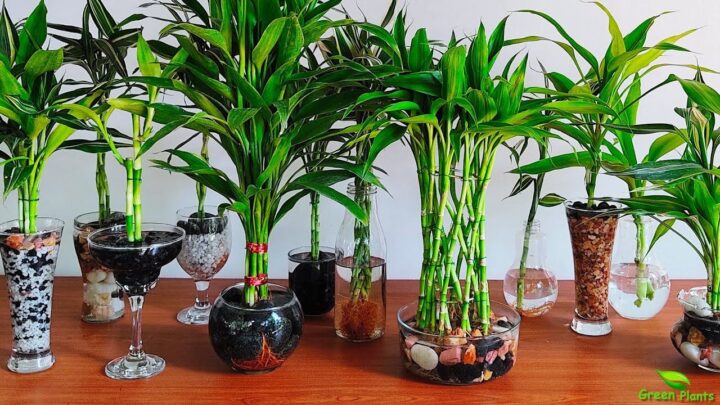 Bamboo in Water