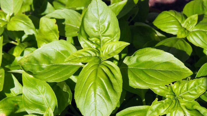 Basil Harvest
