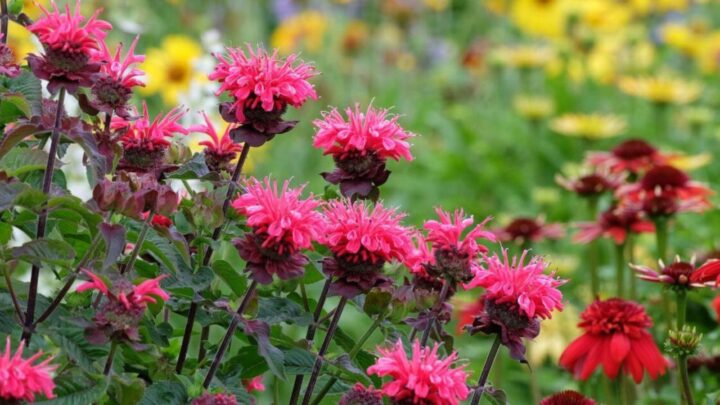 Bee Balm (Monarda)