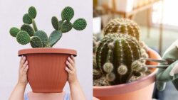 Beginner’s Indoor Cactus Gardening Guide – Keep Your Cactus Alive & Thriving Easily