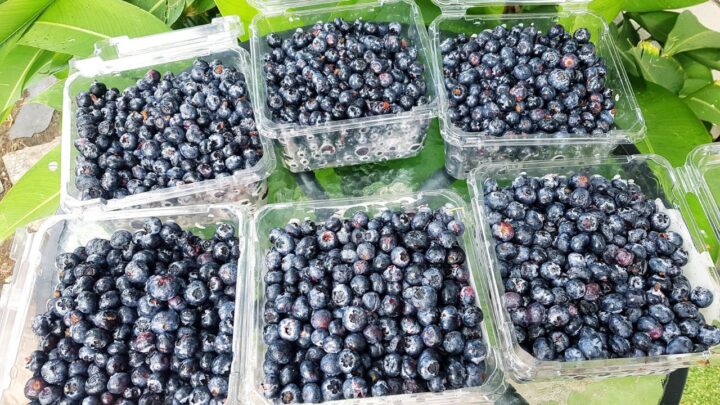 Blueberries in Your Backyard