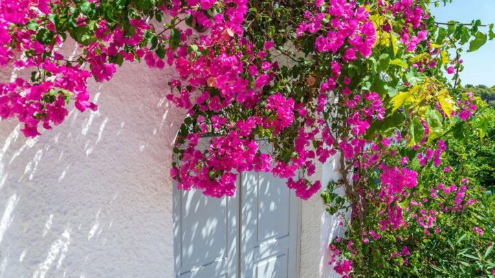 Bougainvillea Care