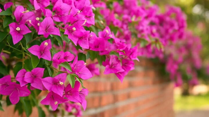 Bougainvillea Plants