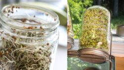 Broccoli Sprouting Craze in U.S. – Grow Nutrient-Packed Sprouts at Home With a Mason Jar!