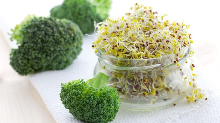 Broccoli Sprouts