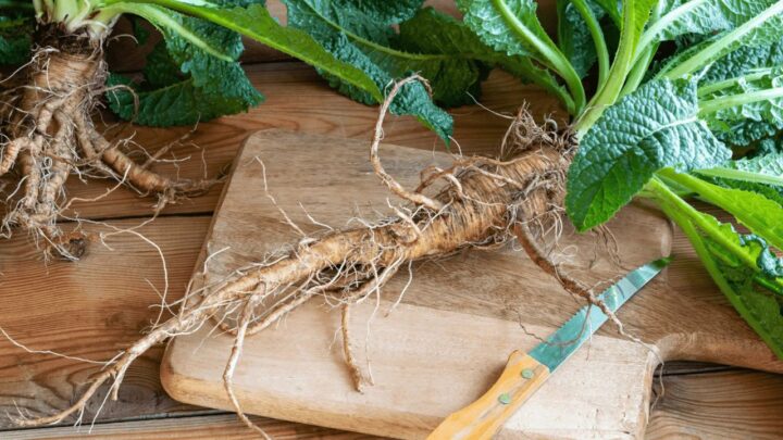 Burdock Root Recipes