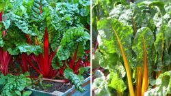 Canada’s Home Garden Secret – Grow Swiss Chard for Vibrant, Endless Harvests