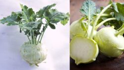 Canada’s New Favorite Veggie – Why Everyone’s Cooking with Kohlrabi in 2025