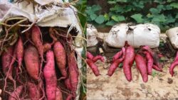 Canada Terrace Miracle – The Sweet Potato Experiment That Produced Massive Results