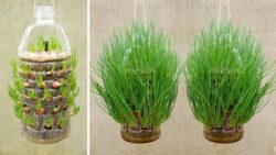 Canada’s Viral Onion Hack – Grow Big Onions in Plastic Bottles for Huge Harvests