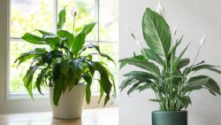 Canadian Gardeners Discover the Secret – Perfect Peace Lily Watering Routine Revealed