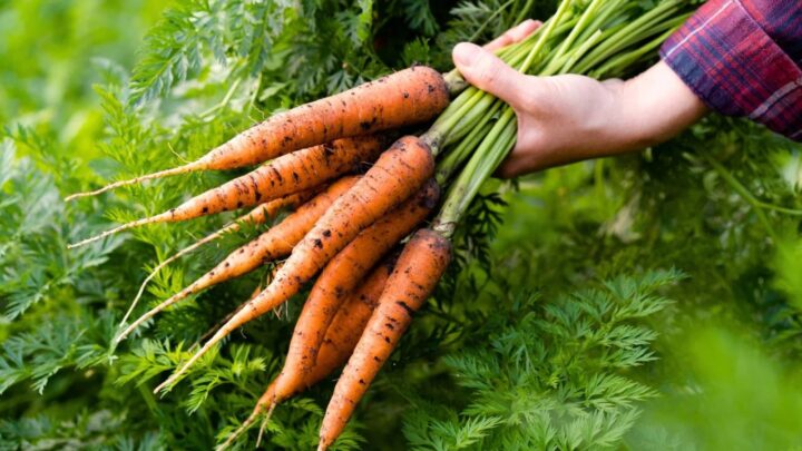 Carrot