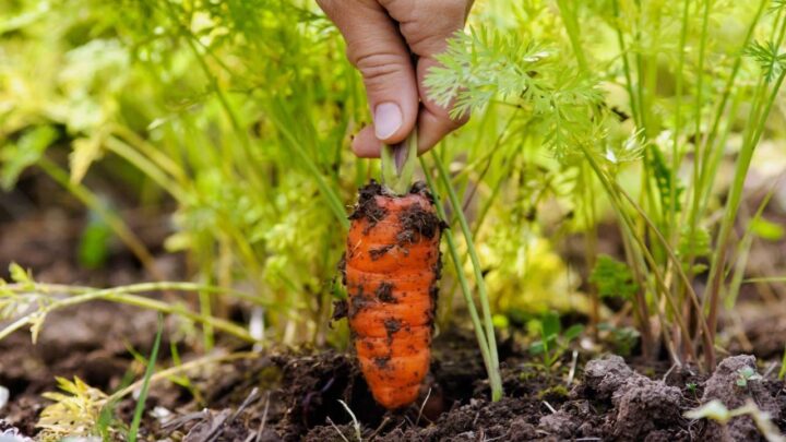 Carrot Stems