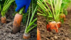Turn Carrot Stems Into Endless Harvests – The High-Yield Gardening Trick No One Told You