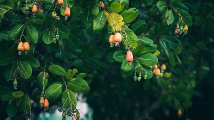 Cashew Trees