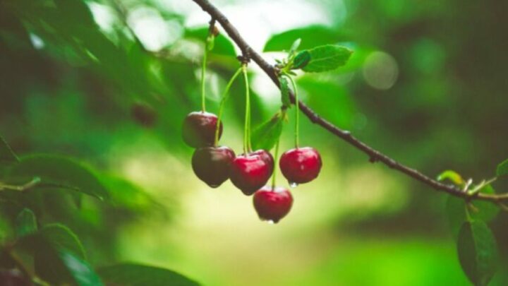 Cherry Tree