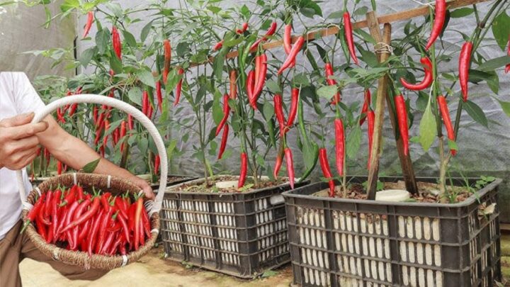 Chili Peppers