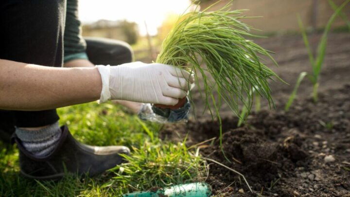 Chive Harvest Fast