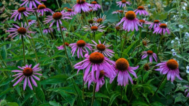 Coneflowers