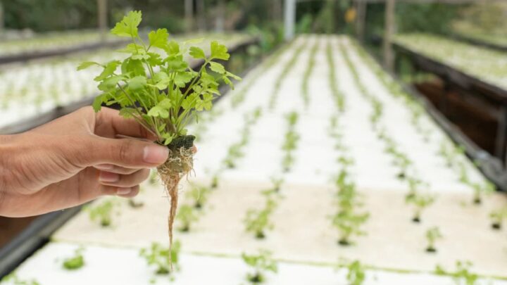 Coriander