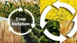 Stop Soil Damage – Learn How Crop Rotation Can Boost Growth and Yield Instantly