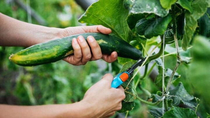 Cucumbers