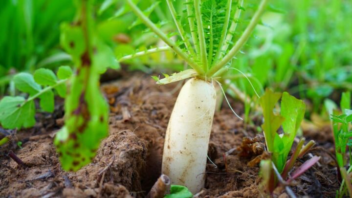 Daikon Radish