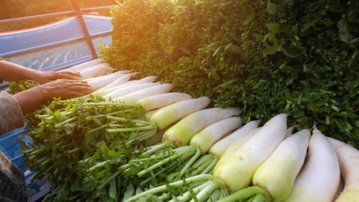 Daikon Radish
