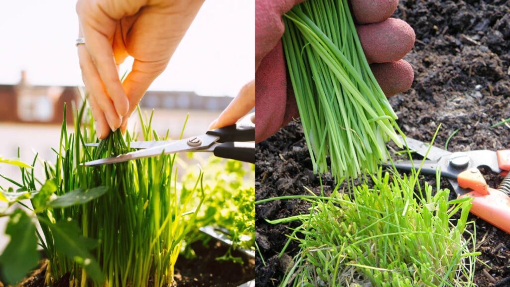 Double Your Chive Harvest Fast