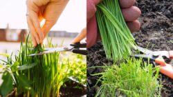 Double Your Chive Harvest Fast – The Easy Trick to Divide Overgrown Plants Like a Pro